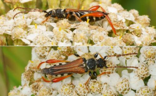 Stenopterus rufus